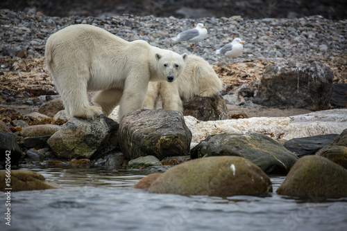 Polar Bear Whale Carcass7