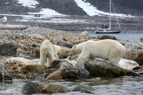 Polar Bear Whale Carcass6