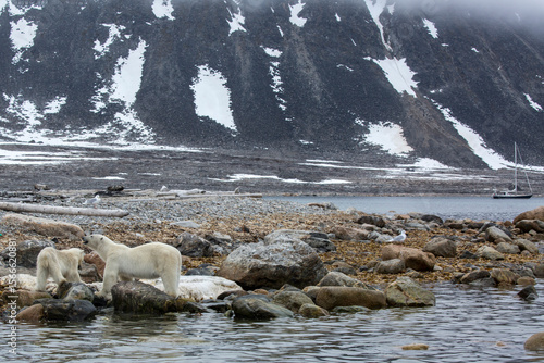 Polar Bear Whale Carcass5