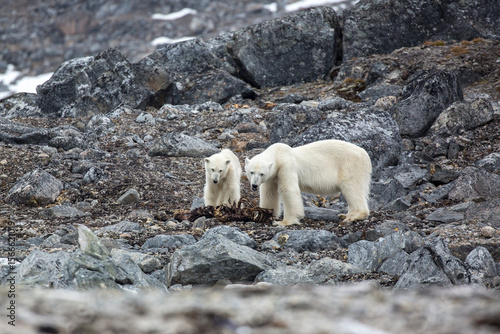 Polar Bear Seal Carcass2