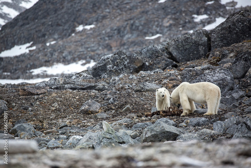 Polar Bear Seal Carcass