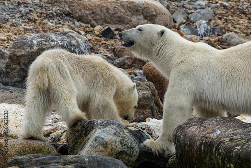 Polar Bear Whale Carcass2