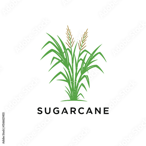 sugarcane plant logo vector illustration