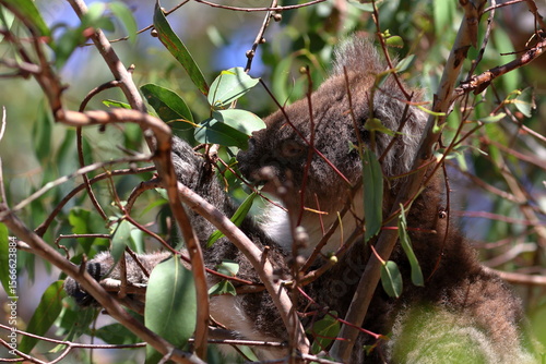 Photography koala