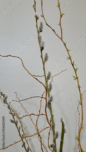 branches of a tree with small buds