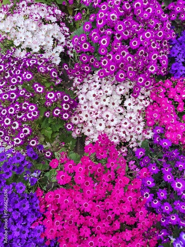 background of pink and purple flowers in the garden
