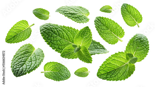 Fresh green mint leaves scattered and arranged in a pattern isolated on a transparent background for culinary and design use isolated on transparent background