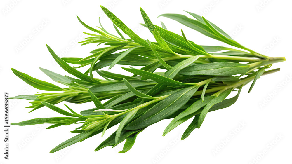 Fototapeta premium Fresh green tarragon herb sprigs with delicate leaves and stems isolated on transparent background