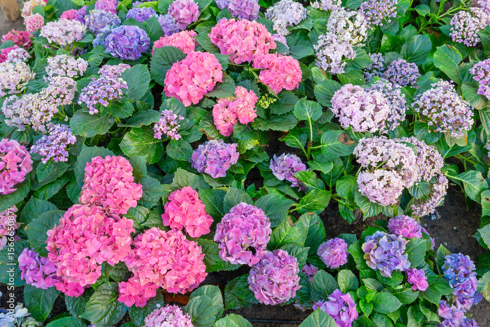 Colorful hydrangea flowers. Many Hydrangea macrophylla Blossom. Colorful hydrangea flowers. Many Hydrangea macrophylla Blossom.