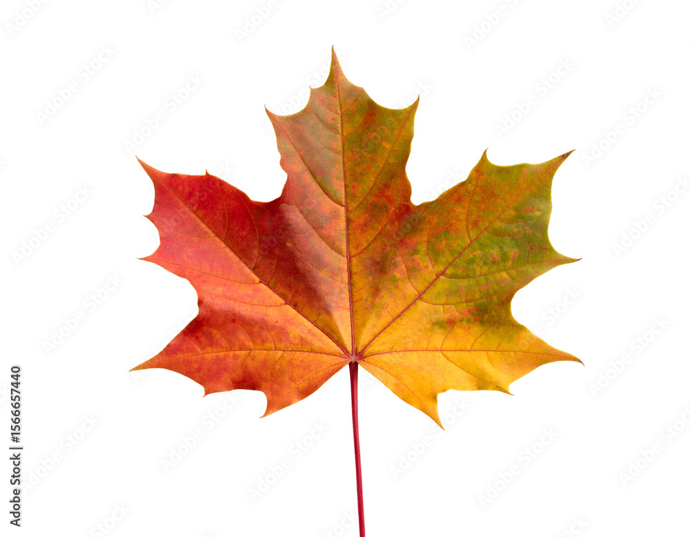 This stunning maple leaf captures the essence of autumn with its rich tapestry of seasonal colors. This stunning maple leaf captures the essence of autumn with its rich tapestry of seasonal colors.
