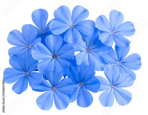 Wallpaper Mural A beautiful cluster of vibrant blue flowers showcases nature's delicate beauty and serene charm. Torontodigital.ca