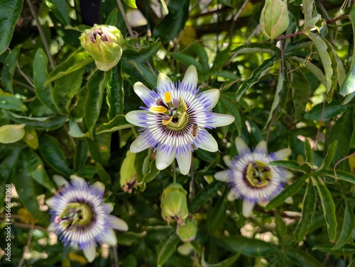 Φωτογραφία Macro of a passiflora flower and a bee in Tart, Burgundy - June 2025