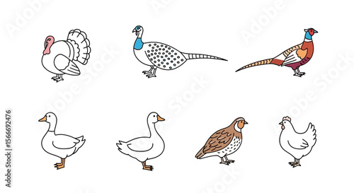 Vector illustration of various poultry birds including turkey pheasant goose quail and chicken farm animals