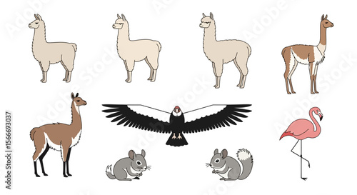 Vector illustration of south american animals llama guanaco chinchilla condor flamingo wildlife vector drawing art