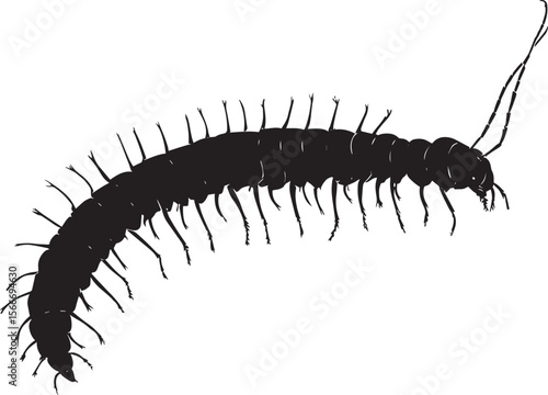 Centipede in a Resting Position Body motionless with legs tucked underneath, extending slightly along the surface. Full-length silhouette black vector design.