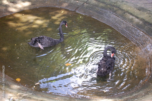 black duck in  sri lankan water pond 2025 