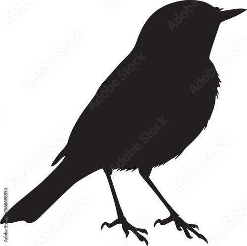 Robin grooming beak extending back to clean feathers, body slightly turned in a full-length silhouette.