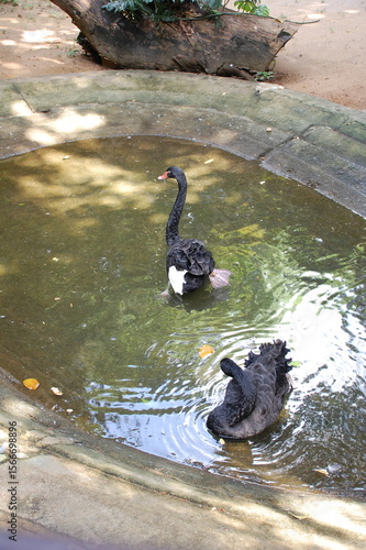 black duck in  sri lankan water pond 2025 