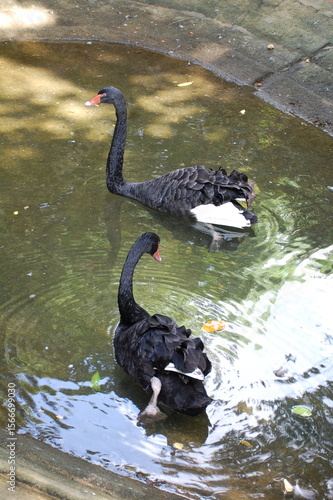 black duck in  sri lankan water pond 2025 