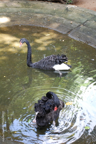 black duck in  sri lankan water pond 2025 