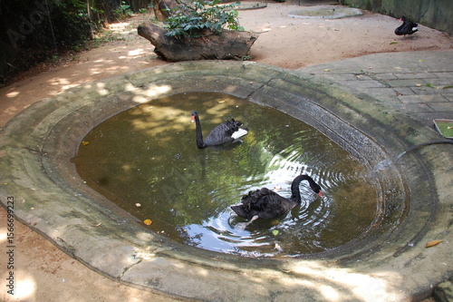 black duck in  sri lankan water pond 2025 