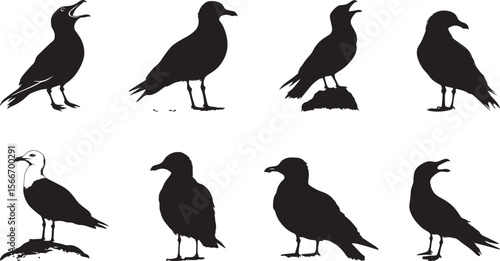 Seagull Landing Wings extended downward with legs lowered, body angled toward the surface. full length silhouette black vector illustration