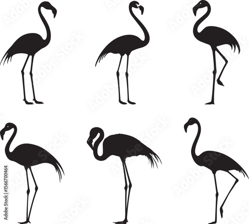 Flamingo Grooming Using beak to clean or arrange feathers while standing. full length silhouette black vector illustration