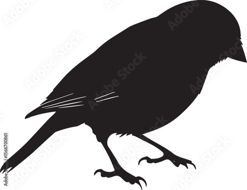Sparrow Feeding Pecking at the ground or on a surface with head down. full length silhouette black vector illustration
