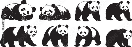 Panda Sniffing Nose forward, body slightly crouched, alert posture. full length silhouette black vector illustration