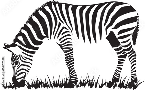 Zebra Grazing Head bent down, front legs spread, nibbling on grass, black silhouette vector.