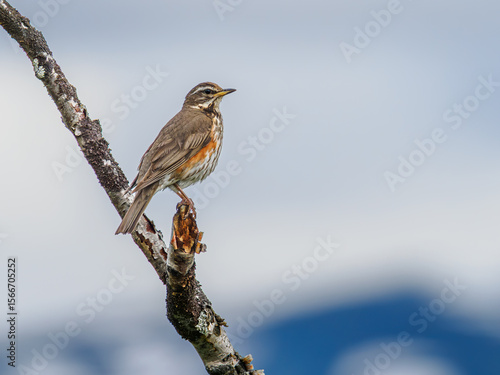Obraz na plátně Redwing in mountain woodland, Abisko