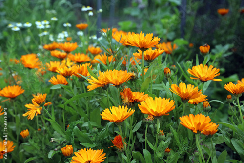 Side view of a patch of Pot Marigold flowers, Kent England
