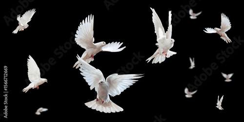Flock of doves stock image in black background