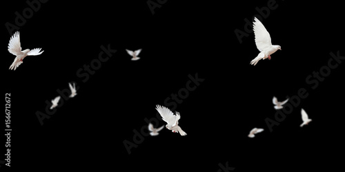 Flock of doves stock image in black background