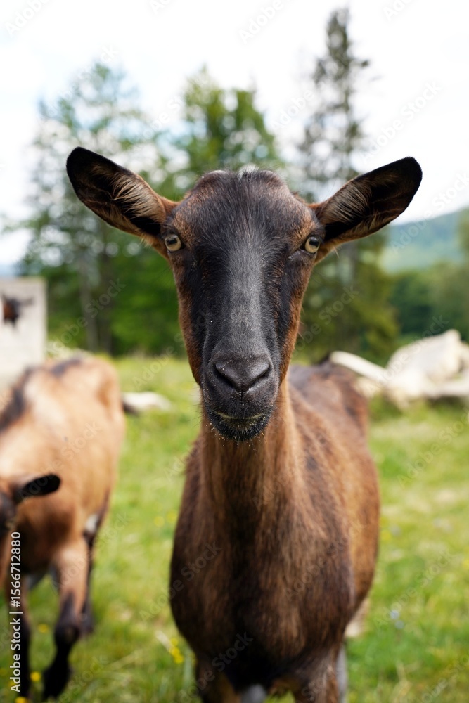 Fototapeta premium animal's gaze. attentive look of a goat in the eyes