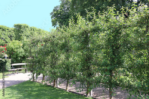 Free-standing espalier fruit trees (Copenhagen, Denmark)
