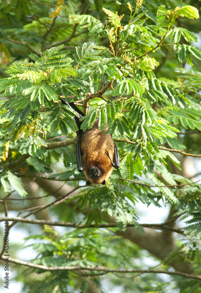 Obraz premium roussette des Seychelles, pteropus seychellensis, Ile Cousin, Seychelles