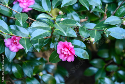 Wallpaper Mural pink flowers in the garden Torontodigital.ca
