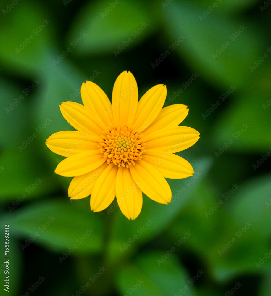 yellow flower in the garden yellow flower in the garden