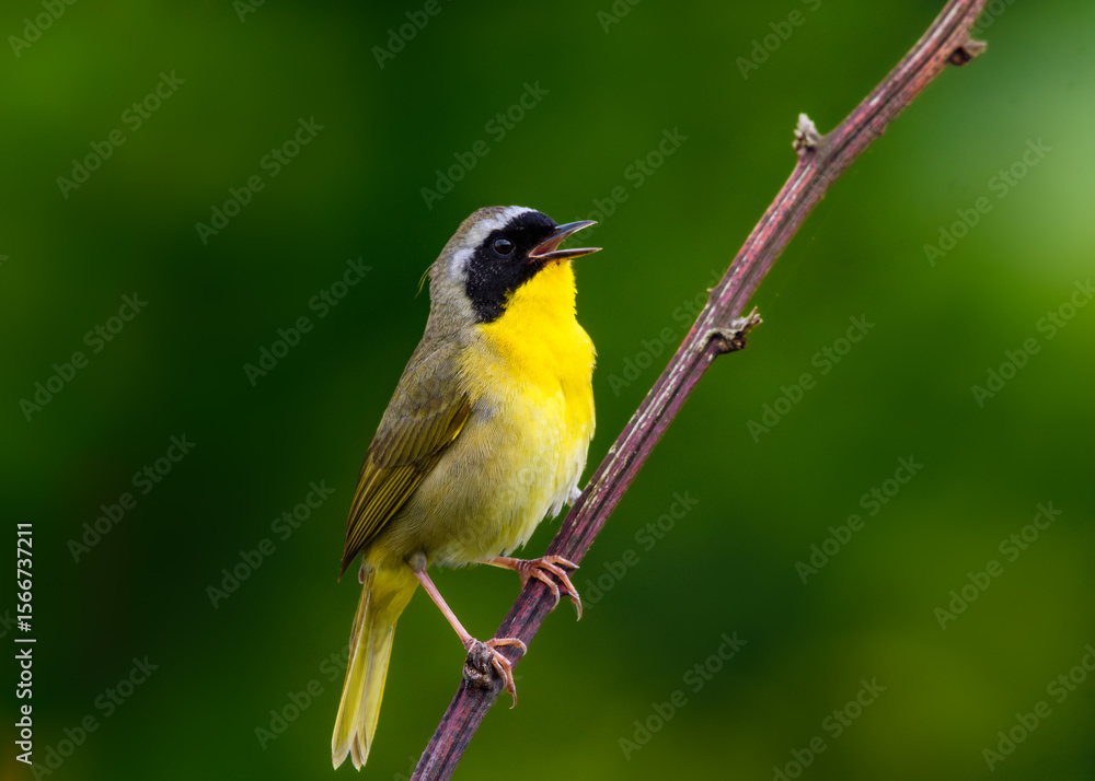 Fototapeta premium Common Yellowthroat
