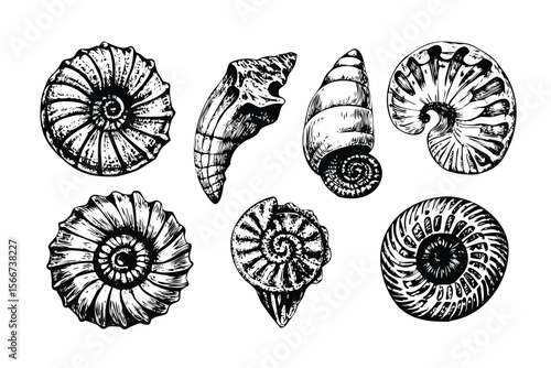 Ammonite Fossils Vector Engraving Set. Detailed Monochrome Paleontology Illustrations. Vintage Stipple & Hatching Style Icons & Symbols