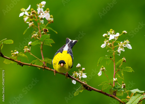 American Goldfinch