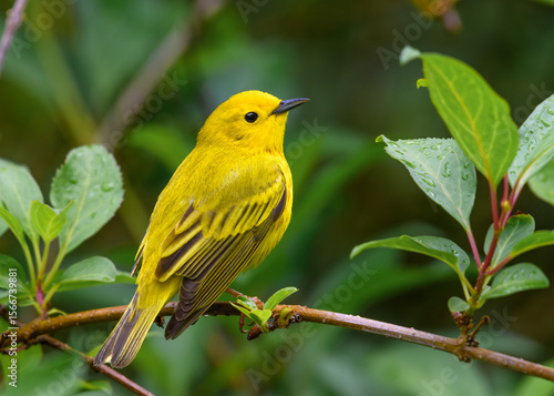 Yellow Warbler