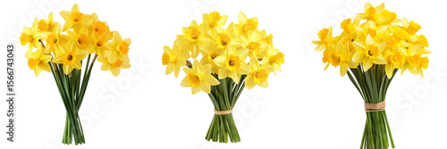 Wallpaper Mural Set of Fresh spring yellow daffodils grouped together in full bloom, photographed with soft natural lighting on transparent png background. Ai generated Torontodigital.ca