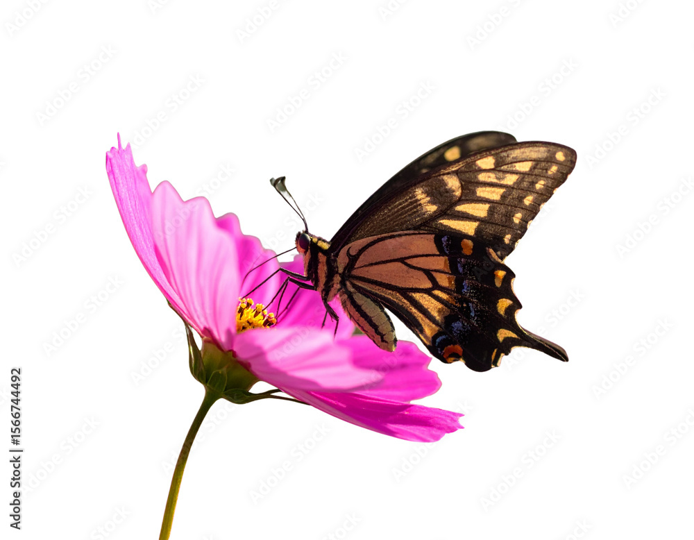 Obraz premium Butterfly Resting on Bright Cosmos Flower – Detailed Nature Close-Up 