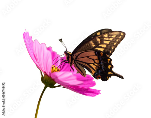 Butterfly Resting on Bright Cosmos Flower – Detailed Nature Close-Up 