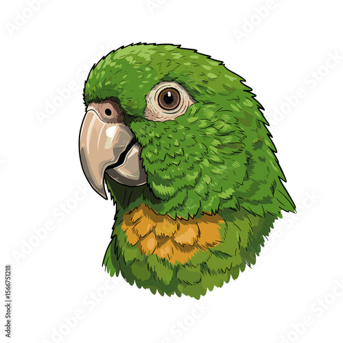 Green parrot with orange accents looking forward on white background  
