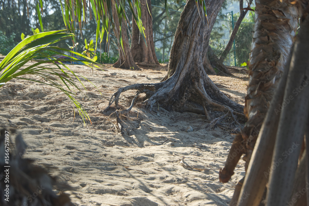 tree on the beach tree on the beach