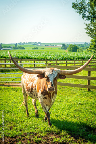 Texas longhorn cow in a field
