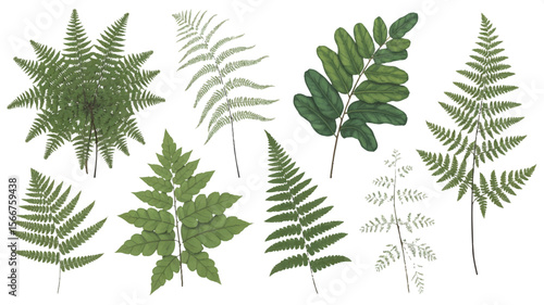 Green fern fronds and leaves leaf botanical